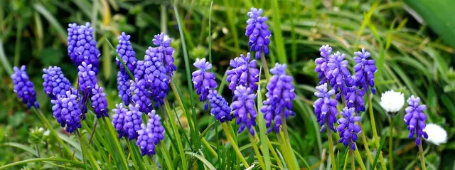 Frühlingsblume Blau