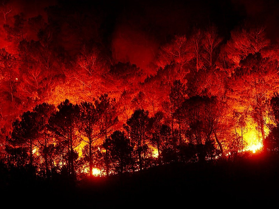 Waldbrandgefahr: Grill- und Feuerstellen im Wald gesperrt